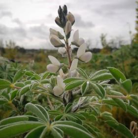 Lupinus albus