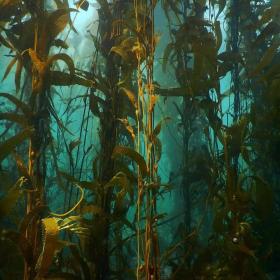 Sea Kelp