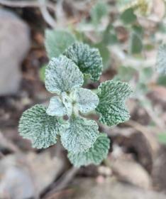 Horehound