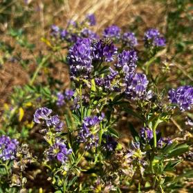Medicago Sativa