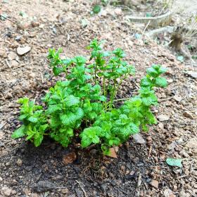 Spearmint