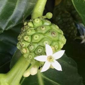 Indian Mulberry