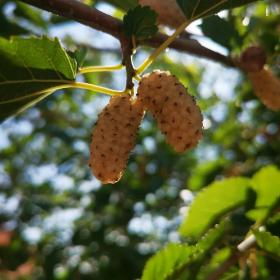 Morus Alba