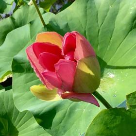 Lotus