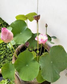 Nelumbo Nucifera