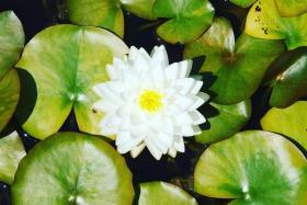 Nymphaea Alba
