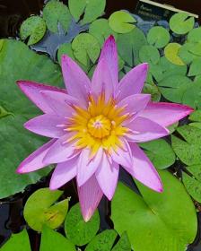 Blue Lotus