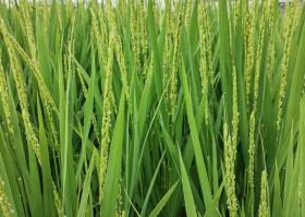 Oryza Sativa