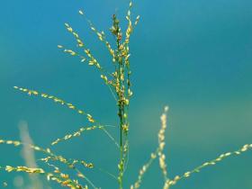 Panicum Miliaceum