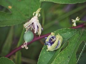 Passionfruit; Passionflower