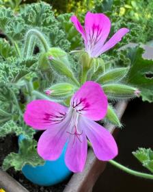 Pelargonium Graveolens Flower