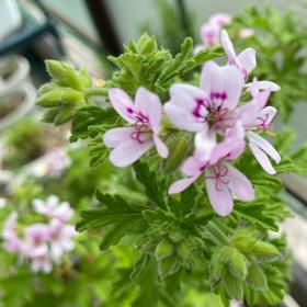 Geranium Rose