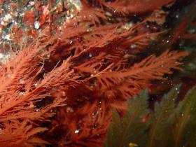 Pikea Robusta