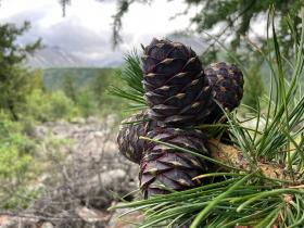 Himalayan cedar