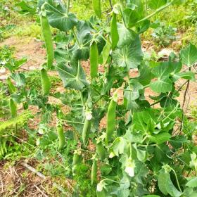 Pea