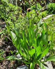 Plantago Lanceolata