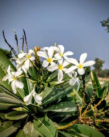 Frangipani