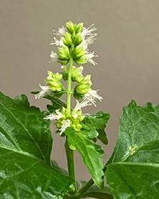 Patchouli