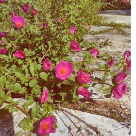 Portulaca oleracea