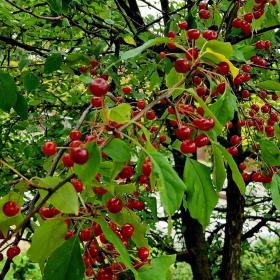 Prunus Cerasus
