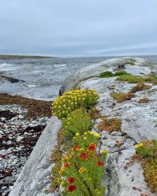 Rhodiola Rosea