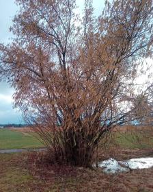 White Willow