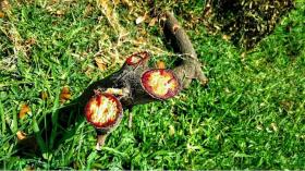 Dragon's Blood