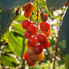 Schisandra Chinensis Fruit