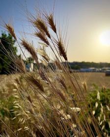 Secale Cereale