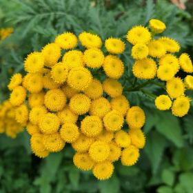 Tanacetum annuum