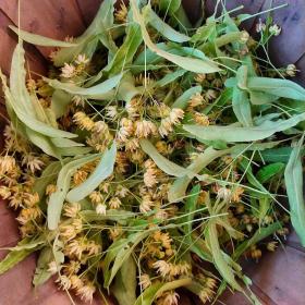 Tilia Vulgaris Flowers