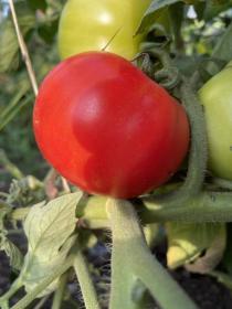 Tomato