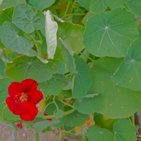Tropaeolum Majus Flower