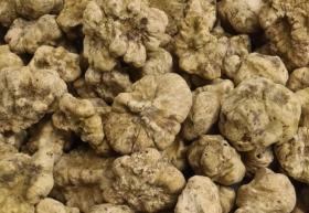 White truffle