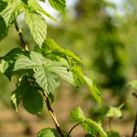 Ulmus fulva
