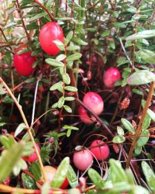 Cranberry