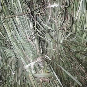 Harvested Vetiver