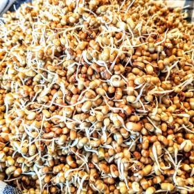 Vigna Aconitifolia seeds and sprouts