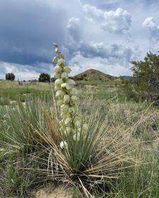 Yucca glauca