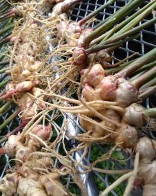 Ginger roots