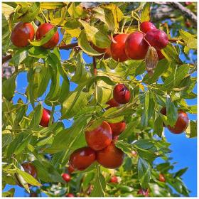 Jujube
