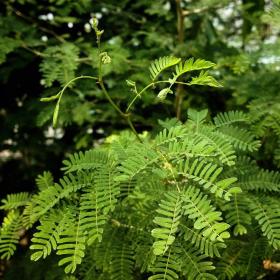 Acacia Senegal
