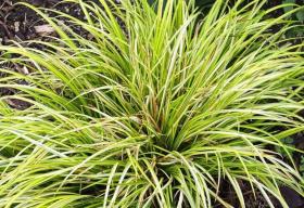 Acorus Gramineus