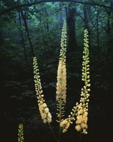 Black Cohosh (Cimicifuga racemosa or Actaea racemosa)