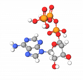 ATP