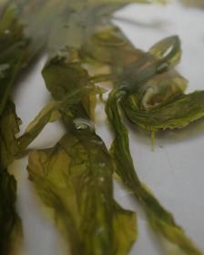 Alaria esculenta