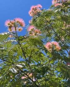 Albizia Julibrissin - Silk tree
