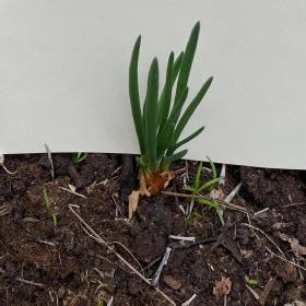 Allium Cepa