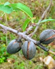 Almonds
