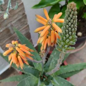 Aloe vera